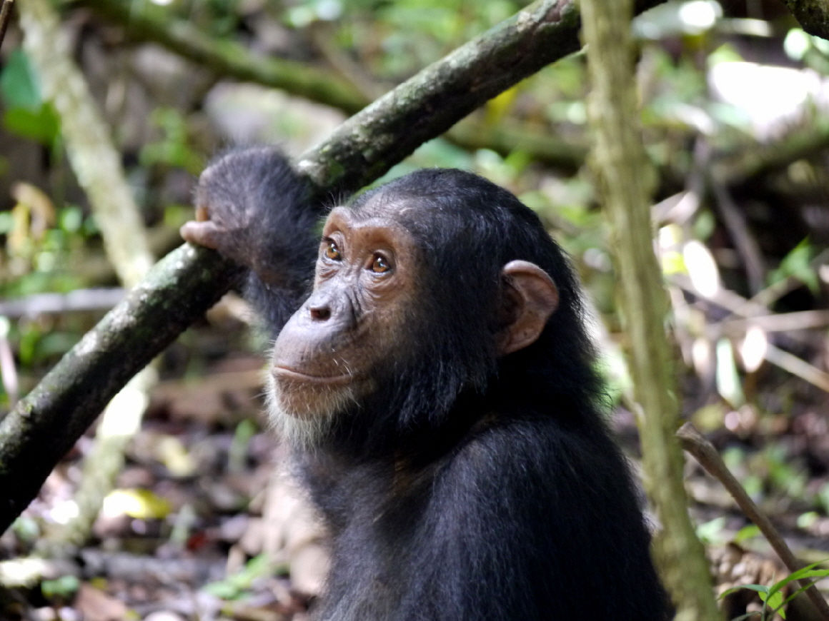 Schimpanse Mahale Tansania 